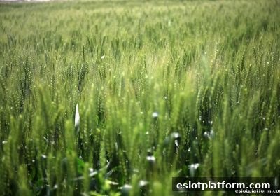 揭秘电子游戏平台沙巴体育VIP用户佣金返还：规则、计算与升级攻略
